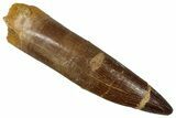 Fossil Plesiosaur (Zarafasaura) Tooth - Morocco #354696-1